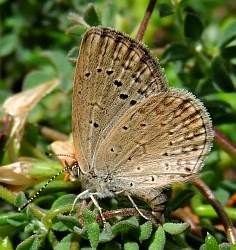 African Grass Blue (ovipositing) - Zizeeria knysna © Teresa Farino